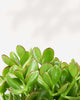 Jade Plant | Crassula Ovata