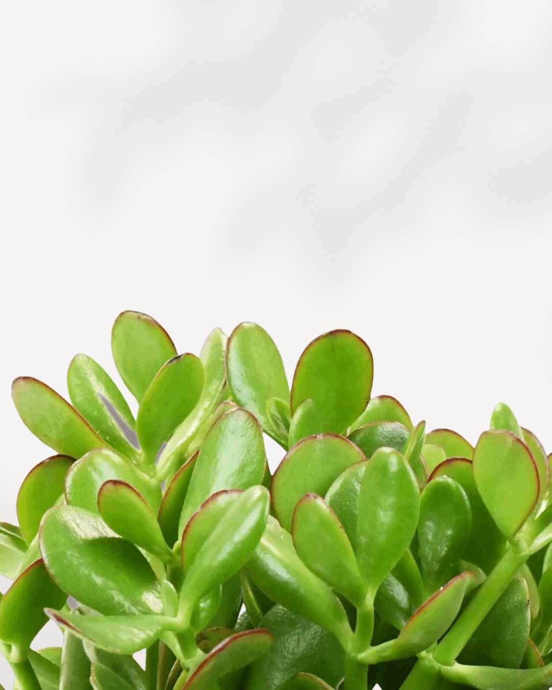 Jade Plant | Crassula Ovata