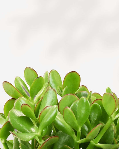 Jade Plant | Crassula Ovata