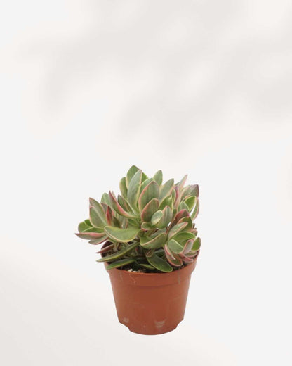 Jade Plant Variegated 2.5" Pot - XSmall
