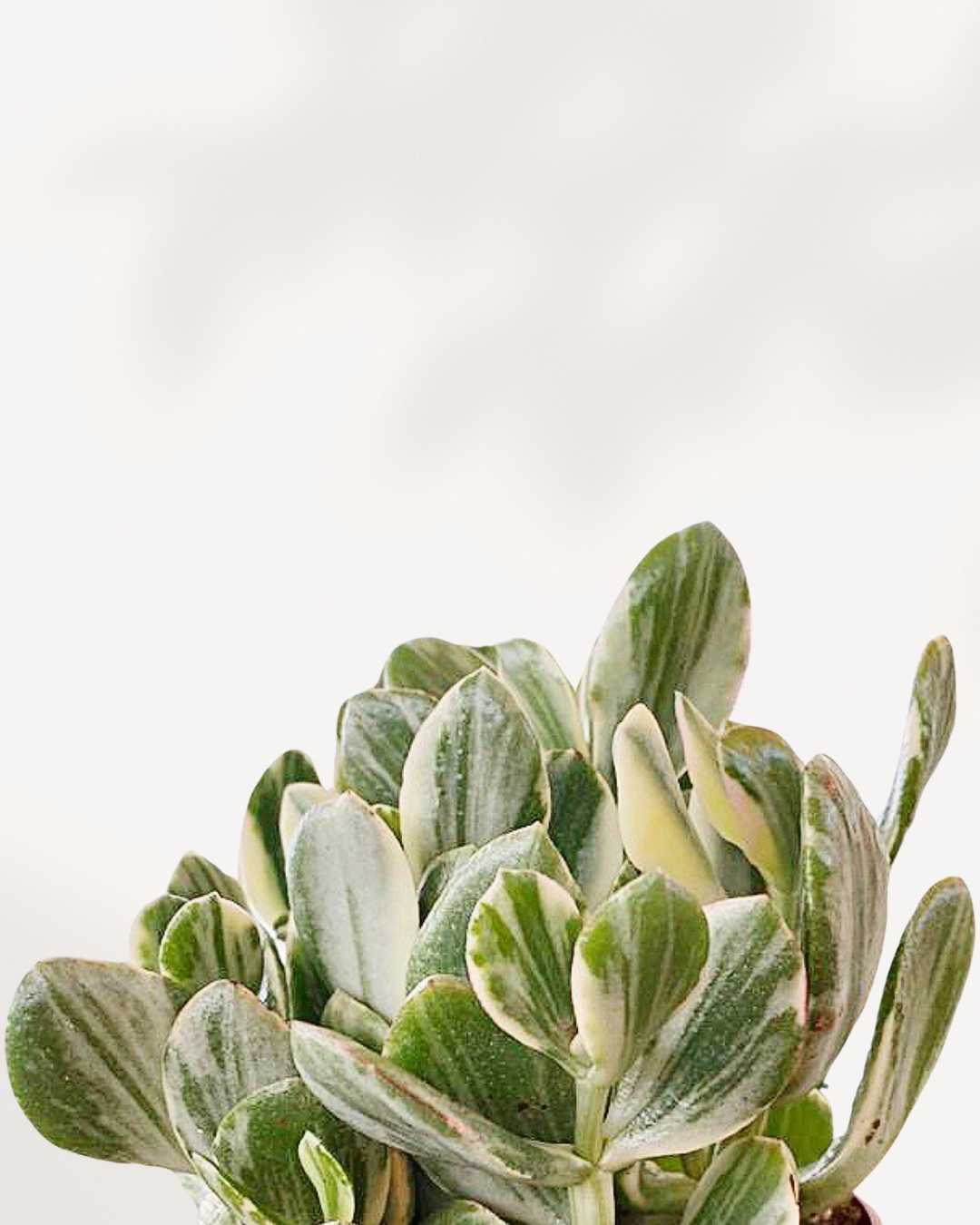 Jade Plant Variegated