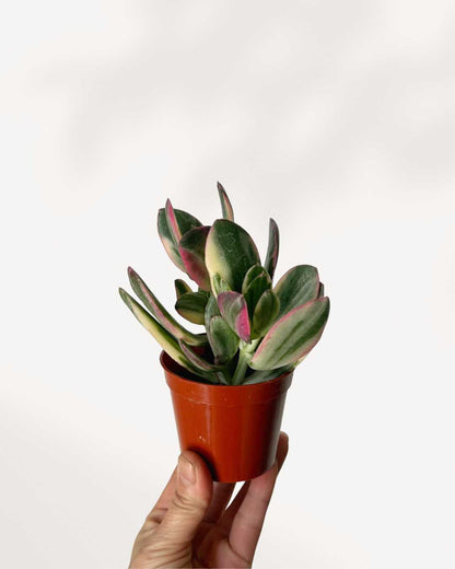 Jade Plant Variegated