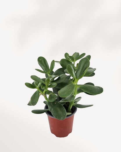 Jade Plant in 4-inch pot, vibrant green succulent perfect for indoor décor, easy-care houseplant ideal for beginners, buy online at MyGreenScape, bring natural beauty to your home or office
