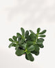 4-inch Jade Plant in stylish pot, resilient indoor succulent, brings natural charm and positive energy to your home or office, available to buy online