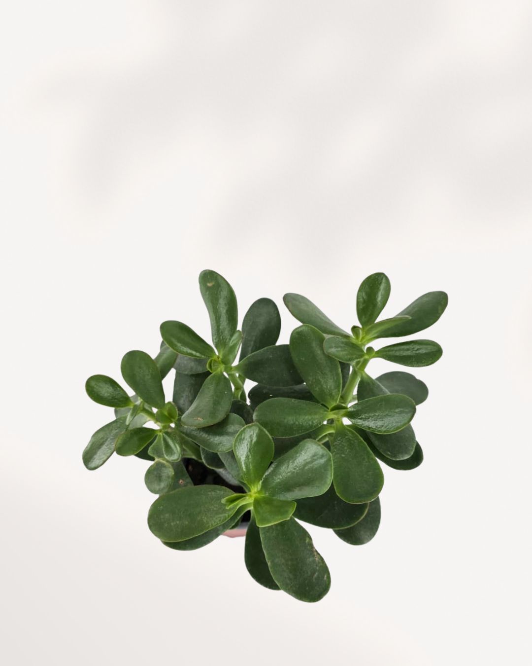4-inch Jade Plant in stylish pot, resilient indoor succulent, brings natural charm and positive energy to your home or office, available to buy online