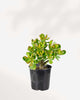 Jade - Crassula Ovata Minor 4" Pot - Small