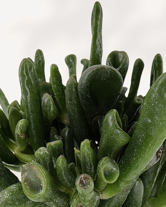Jade Ovata 'Shrek' | Buy Online Pro Tip and Care Guide - Delivery from Toronto across Canada - Mygreenscape