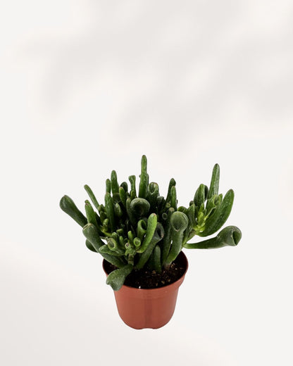 Jade Ovata 'Shrek' | Buy Online Pro Tip and Care Guide - Delivery from Toronto across Canada - Mygreenscape