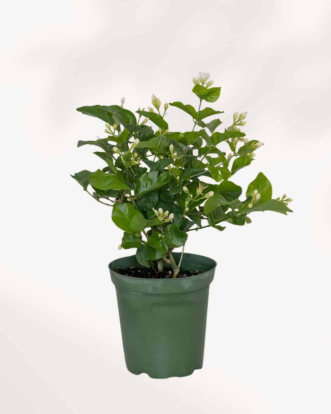 Jasmine Sambac 6" Pot - Medium (Expect some blemishes)