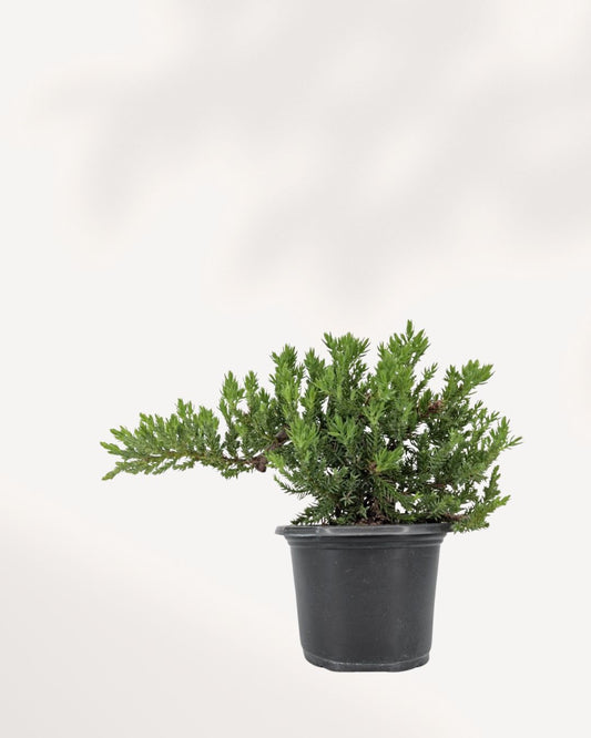 Top Front View of Juniper Bonsai, Sculpted Evergreen Bonsai Tree with Natural Branch Structure for Indoor Zen Decor