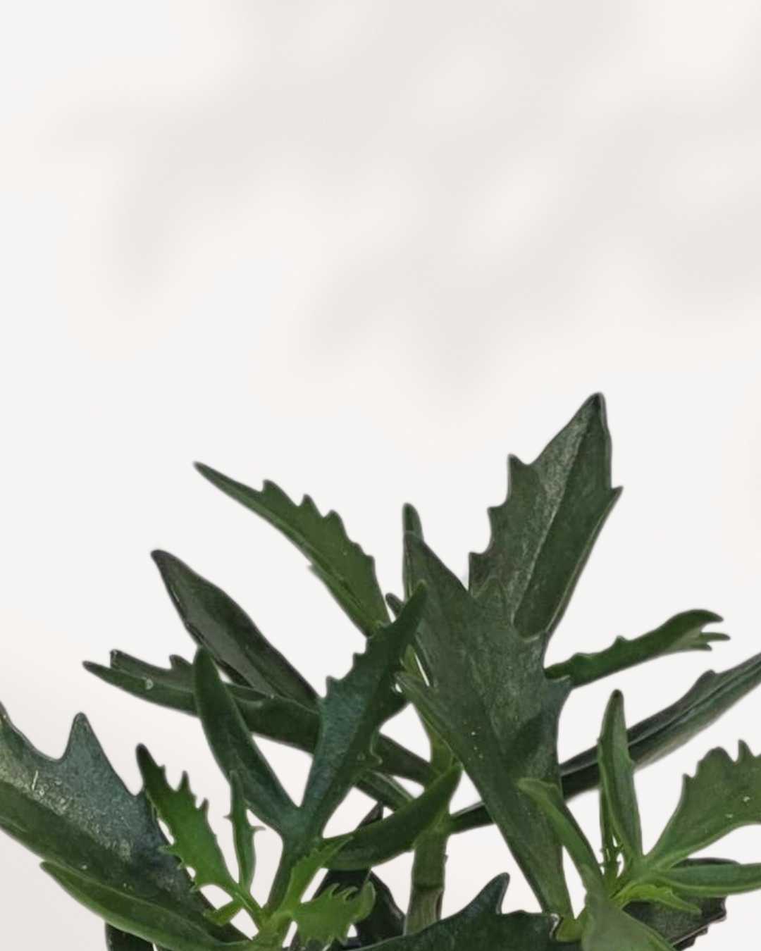 Kalanchoe Spider
