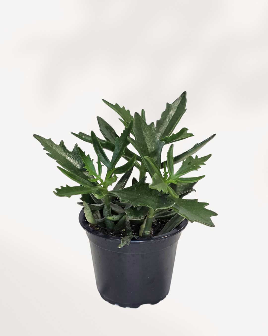 Kalanchoe Spider