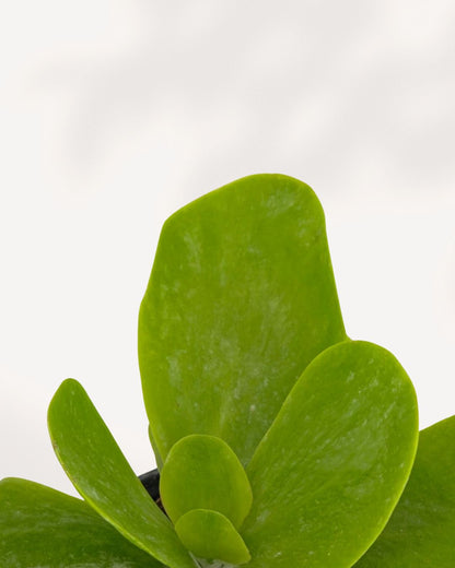 Close-up of Kalanchoe Thyrsiflora 'Flapjack' leaves, highlighting the powdery green foliage and paddle shape leaves.