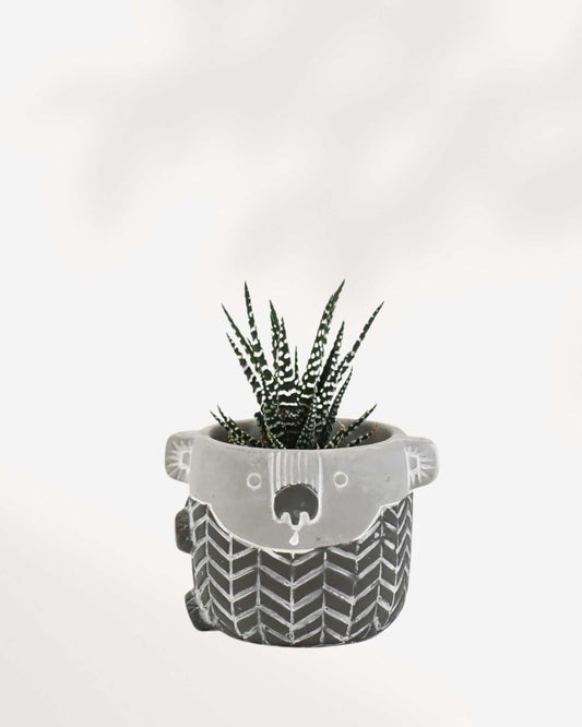 A mini ceramic Kirra The Koala planter holding a small 2.5-inch indoor plant, styled on a modern wooden desk windowsill.