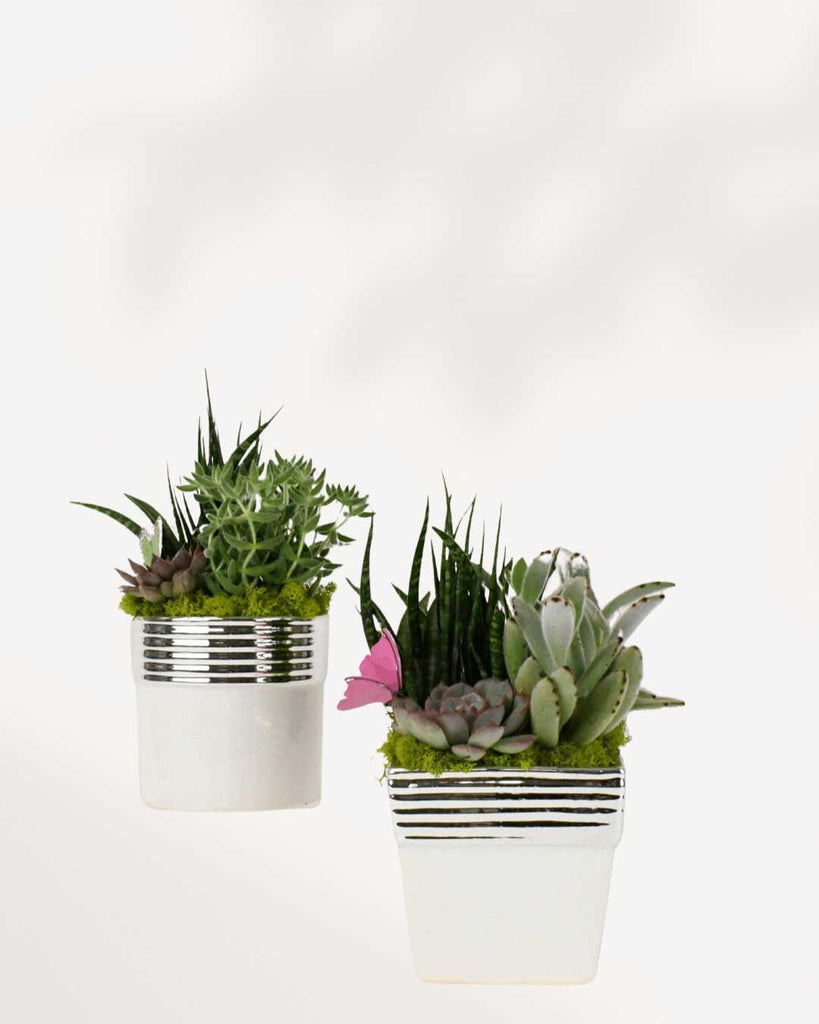 Large Bianca Succulent Arrangement Round