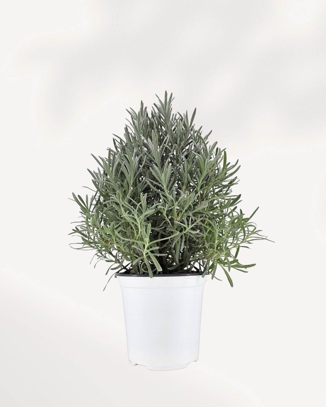 Lavender plant in medium pot, front view. Buy lavender online for a fresh calming touch in your home décor.