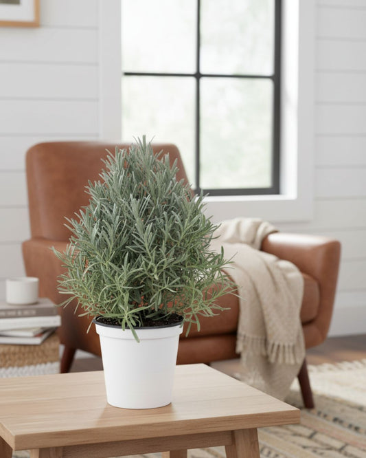 Lavender plant in medium pot, front view. Buy lavender online for a fresh calming touch in your home décor.