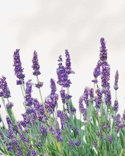 Closeup of lavender flowers with vivid purple tones. Buy lavender online for fragrance, beauty, and calm energy.
