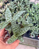Ledebouria Petiolata Leopard Lily