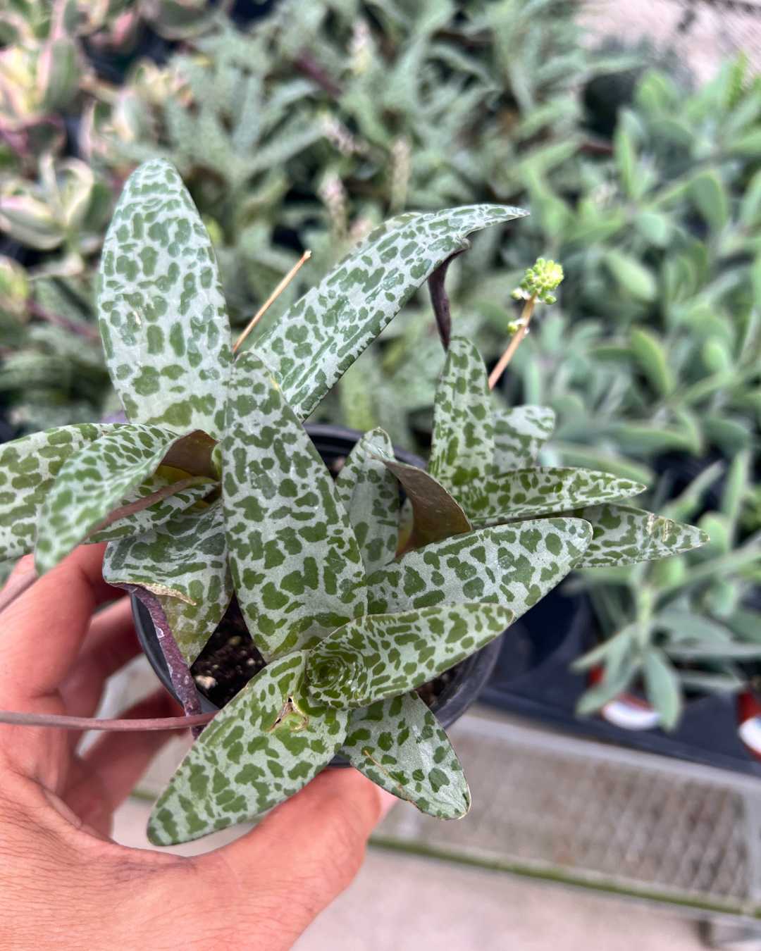 Ledebouria Petiolata Leopard Lily