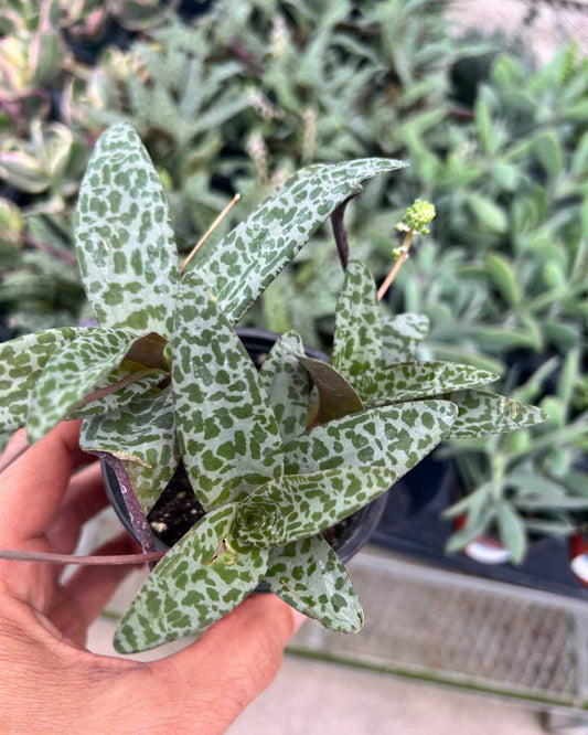 Ledebouria Petiolata Leopard Lily 3.5" Pot - Small
