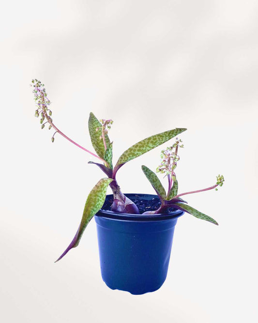 Ledebouria Petiolata Leopard Lily 3.5" Pot - Small