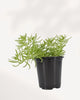 Lemon Ball Sedum