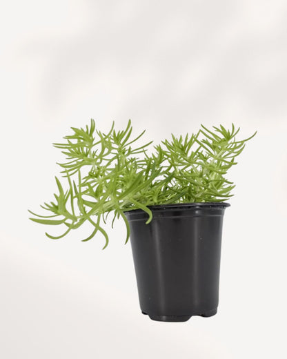 Lemon Ball Sedum