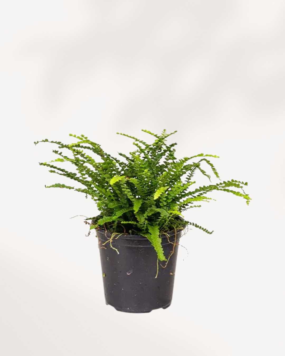 Close-up of Lemon Button Fern's round leaflets