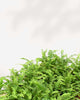 Lemon Button Fern plant in a pot