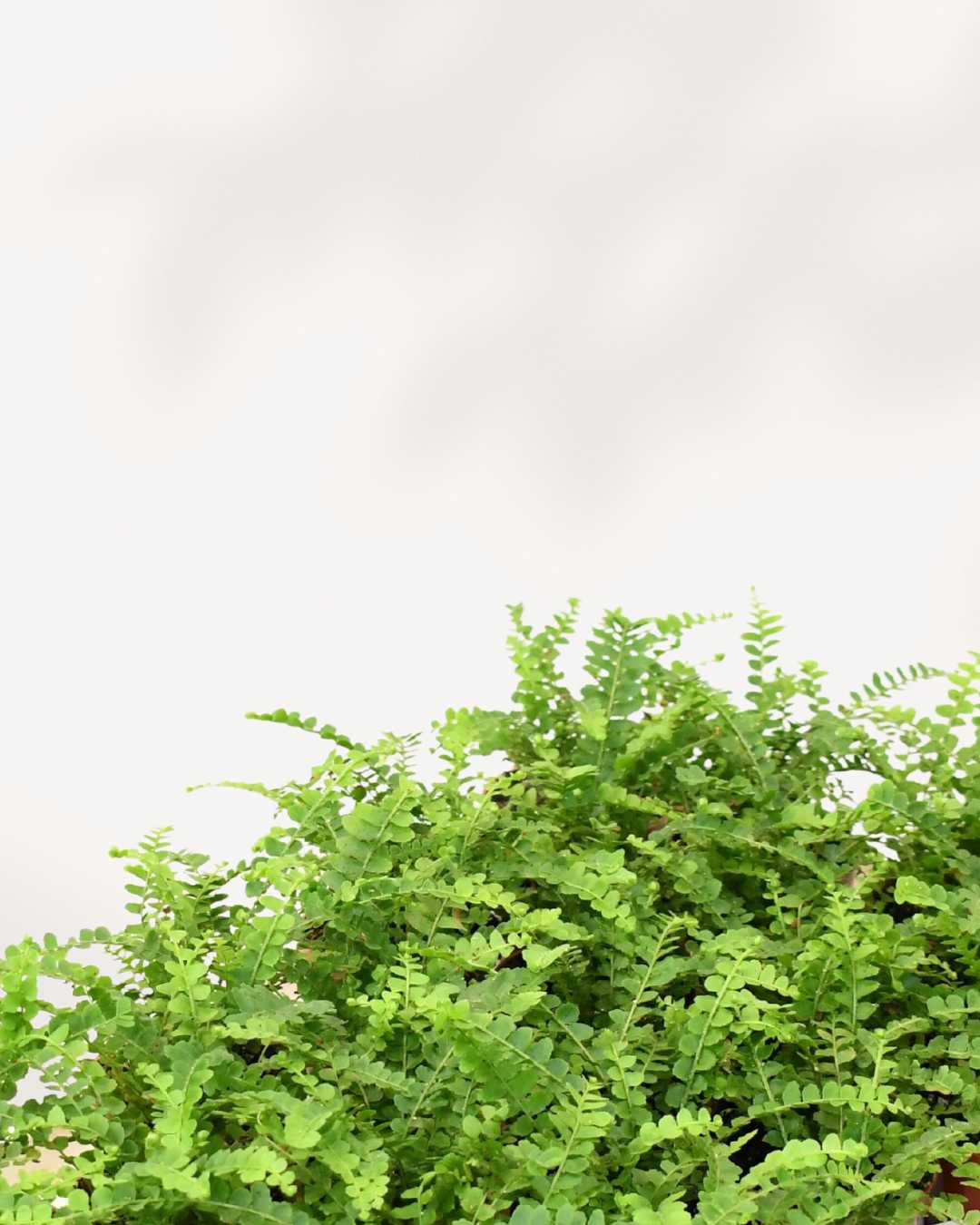 Lemon Button Fern plant in a pot