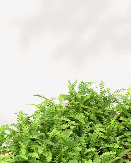 Lemon Button Fern plant in a pot