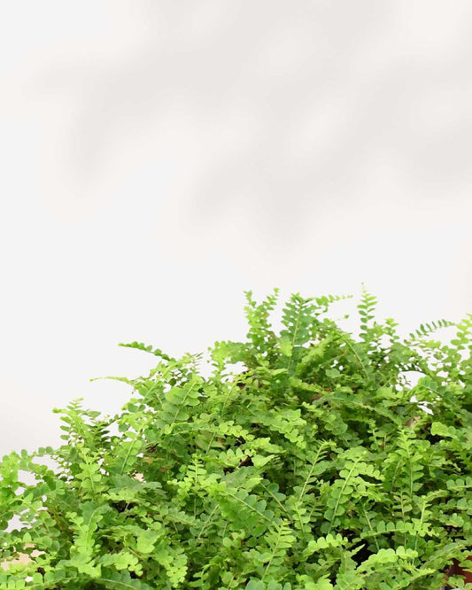 Close-up of Lemon Button Fern's round leaflets