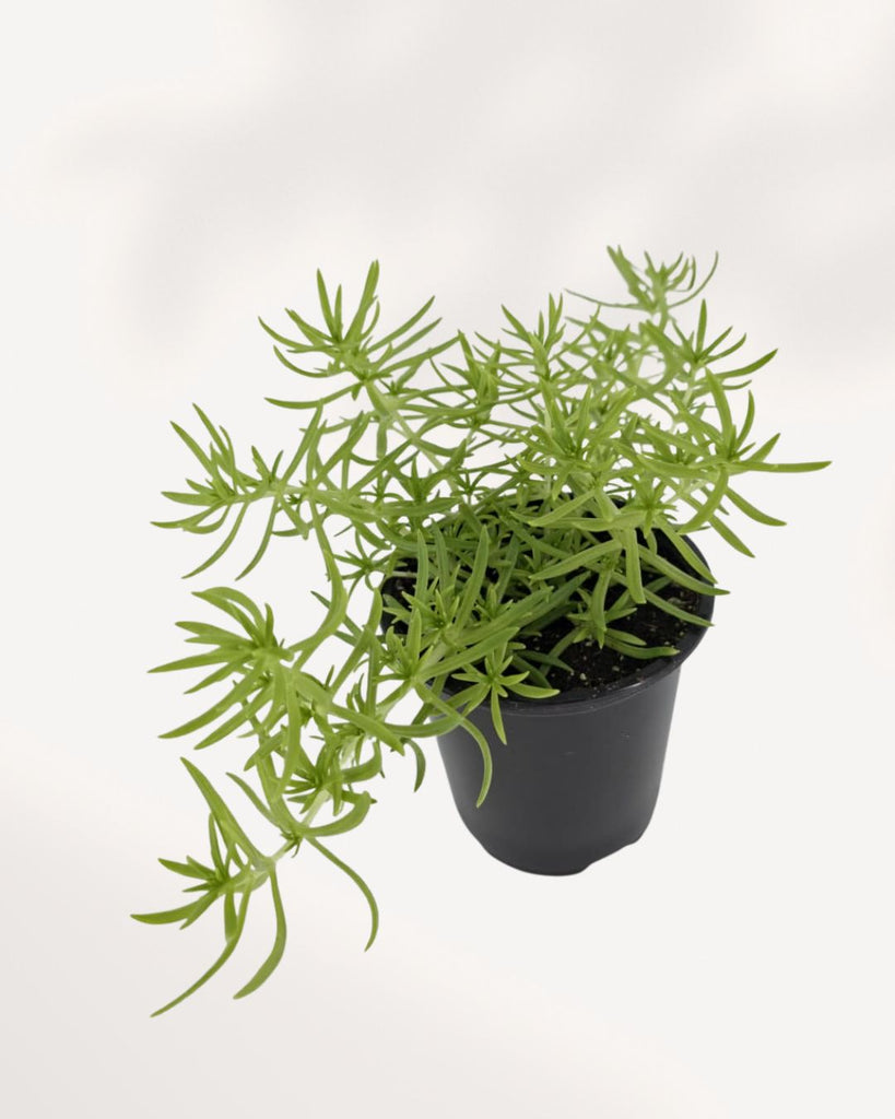 Lemon Ball Sedum