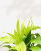 Close-up of Dracaena Limelight's lime-green leaves