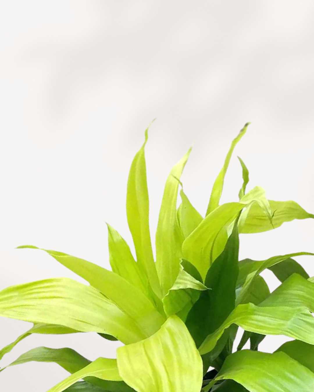 Close-up of Dracaena Limelight's lime-green leaves