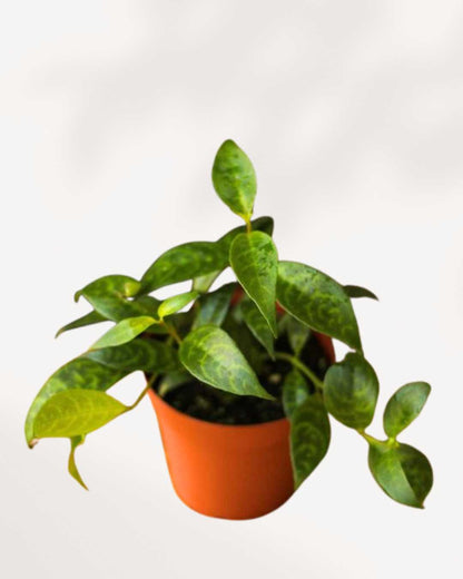 Lipstick Plant Black Pagoda 4" Pot - Small