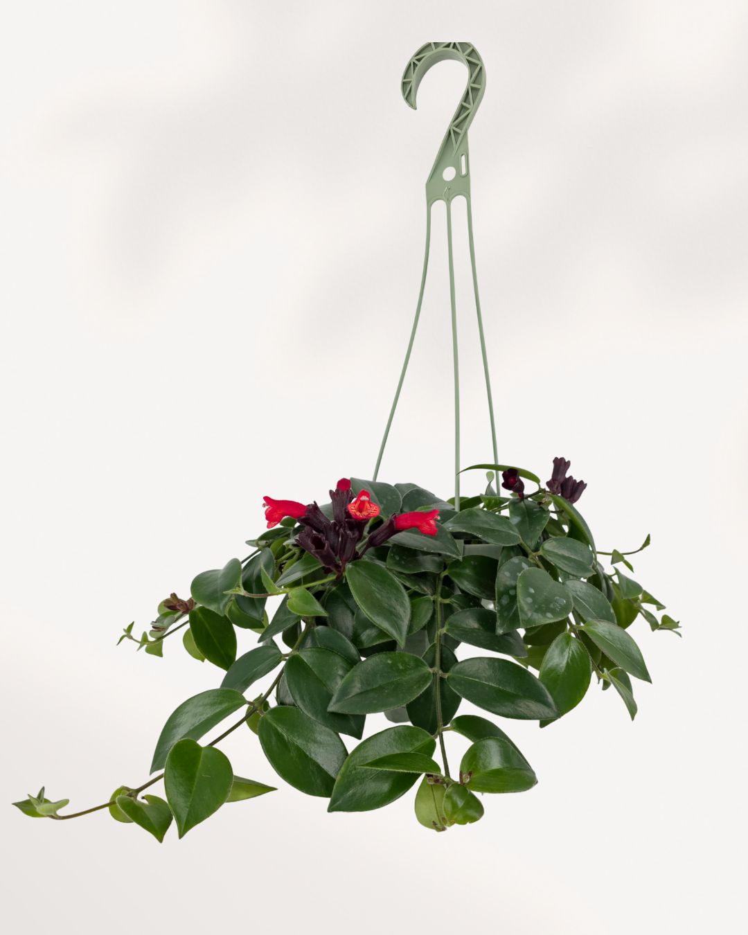 Lipstick Plant 'Mona Lisa' in a green hanging basket with cascading dark green leaves and red tubular flowers.