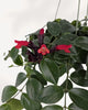 Close-up of a Lipstick Plant flower showing a red-orange bloom emerging from a deep maroon calyx and waxy leaves.