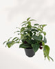 Top view of a small Lipstick Plant in a black pot with bushy green foliage and emerging dark flower buds.