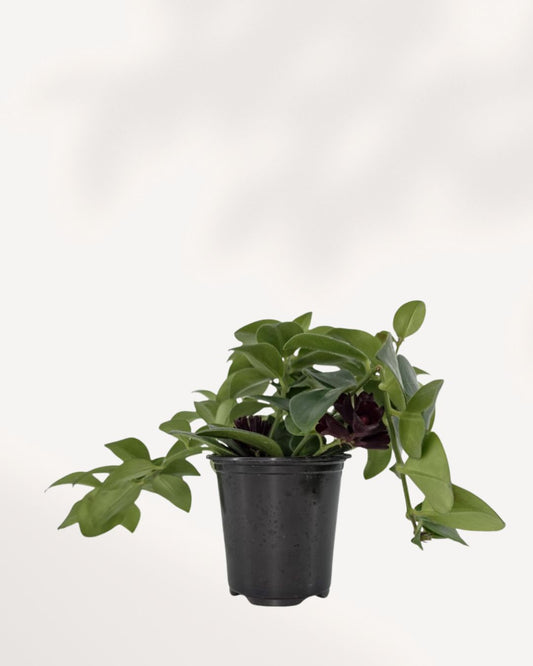 Starter Lipstick Plant in a black nursery pot with pointed green leaves and small dark purple flower tubes.