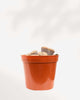 Living Stone Lithops 2.5" Pot XSmall