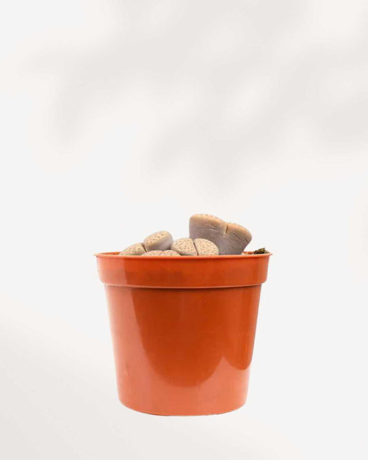 Living Stone Lithops 2.5" Pot XSmall