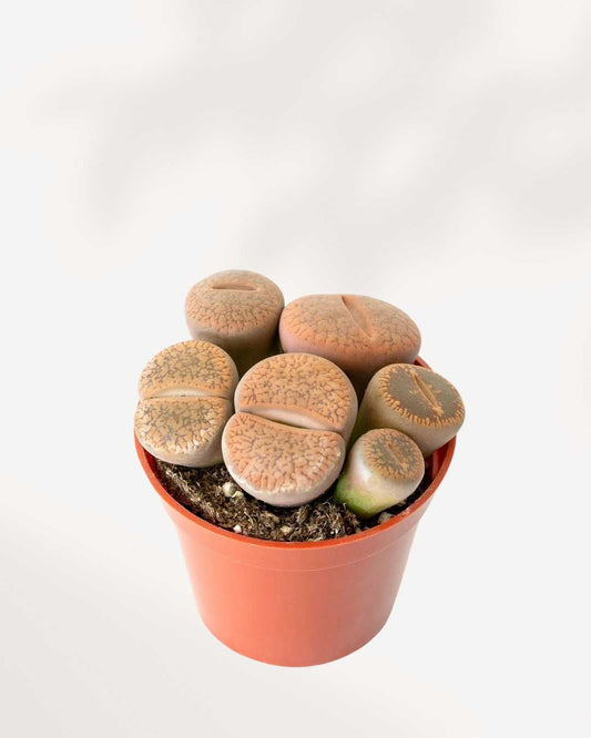 Living Stone Lithops 2.5" Pot XSmall