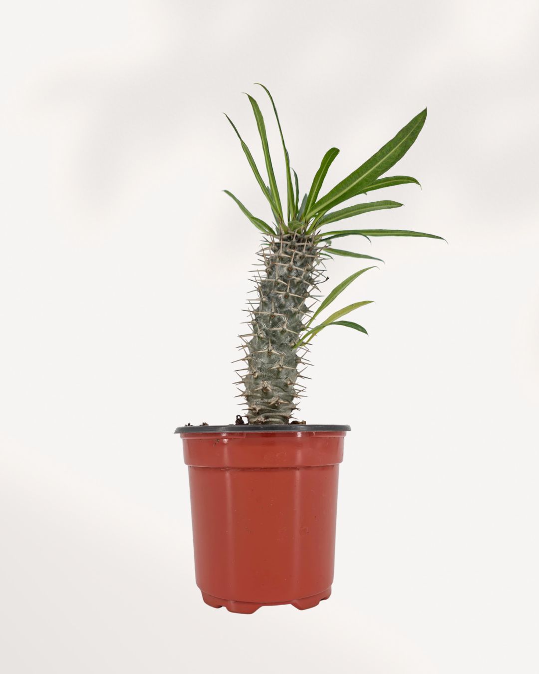 Madagascar Palm displayed in a bright room