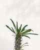 Close-up of Madagascar Palm's crown of leaves