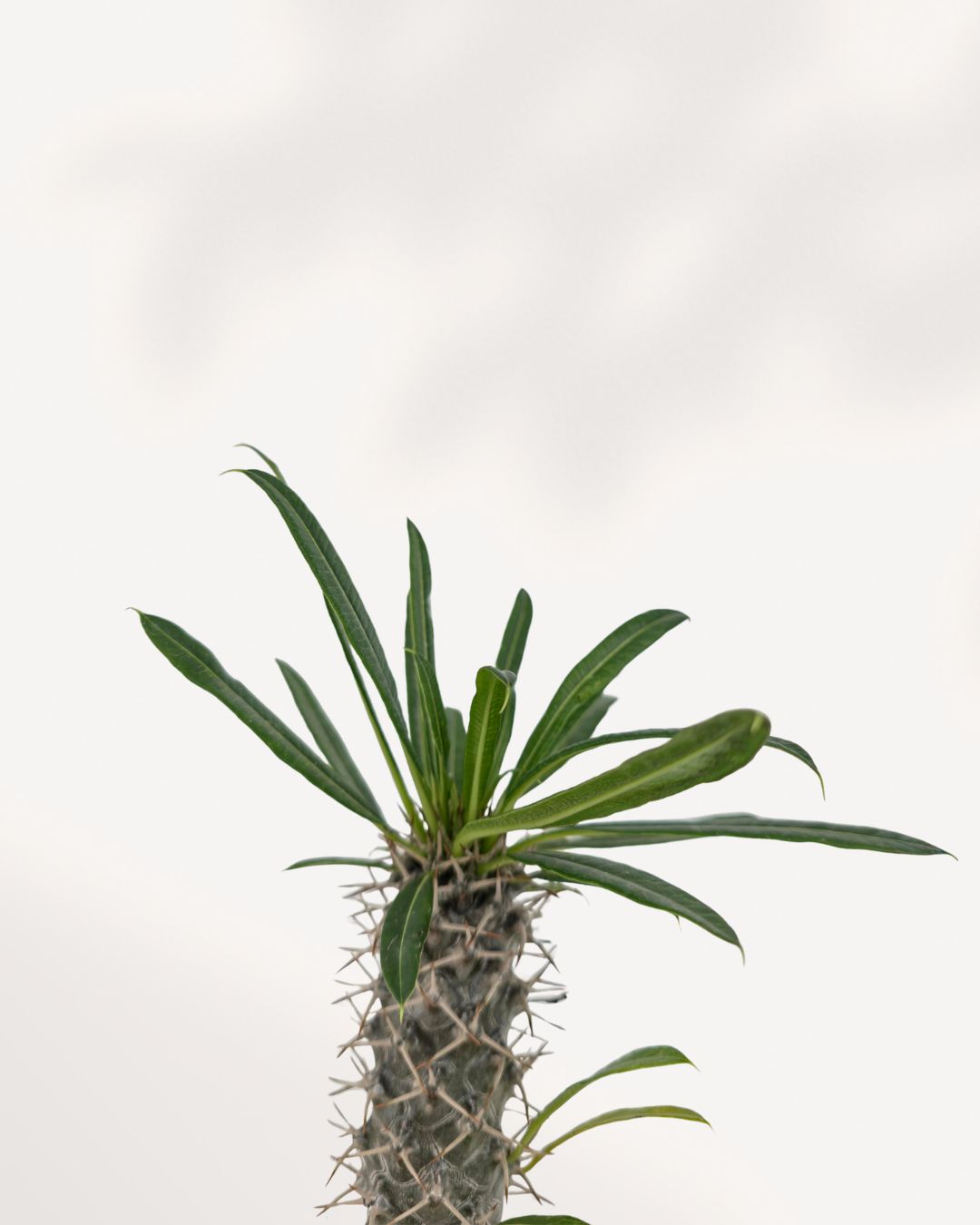 Close-up of Madagascar Palm's crown of leaves