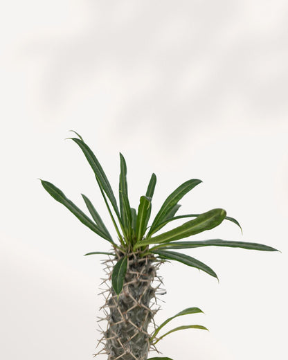 Close-up of Madagascar Palm's crown of leaves