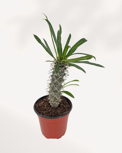 Madagascar Palm plant in a pot