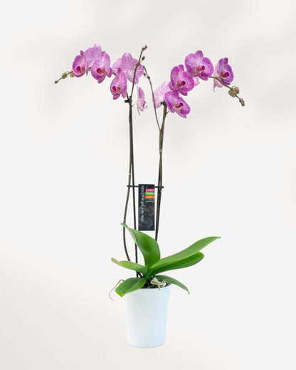 Magnifica Orchid – Double Spike in Ceramic Pot Purple - Budapest
